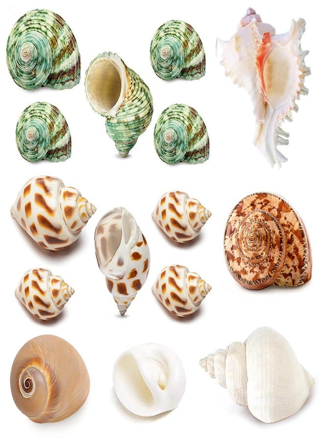 QICQDRAM QEQEKAKA 15PCS Hermit Crab Shells (7 Types) Natural Hermit Crab Shells, for Small to Large Hermit Crab Turbo Shells Hermit Crab Supplies Visit The QICQDRAM Store - Image 1